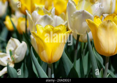 Eine lebendige Mischung aus gelben und weißen Tulpen in voller Blüte in einem Garten Stockfoto
