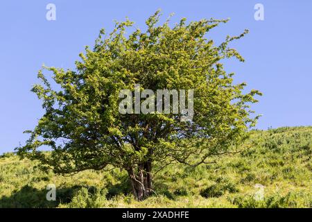 Ein einzelner Baum, bedeckt mit Blättern Stockfoto