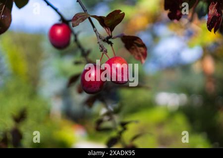 Nahaufnahme eines Kirschpflaumenzweigs mit roten Früchten und roten grünen Herbstblättern auf einem verschwommenen Hintergrund Stockfoto