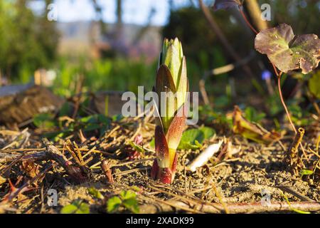 Nahaufnahme eines kleinen Frühlingsgrün-braunen Sprossen in einem Garten Stockfoto