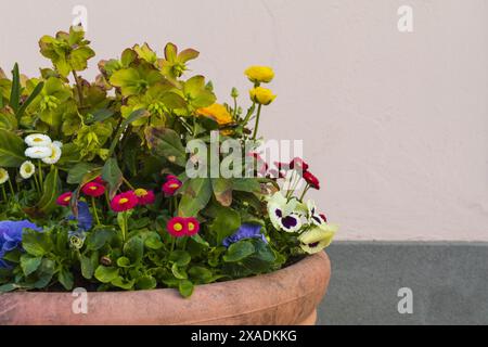 Seitenansicht Fotografie eines Keramikblumentopfes mit roten, blauen, gelben und weißen Blumen und Grün auf weißem Wandhintergrund Stockfoto