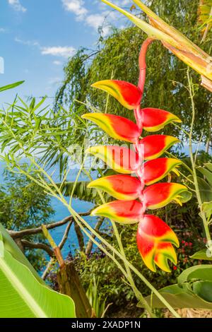 Hanging Hummer Claw - Heliconia rostrata Stockfoto