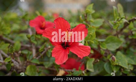 Leuchtend rote Hibiskusblüte in murcia, spanien, mit ihren zarten Blütenblättern und markanten Stamen inmitten von grünem Laub. Stockfoto