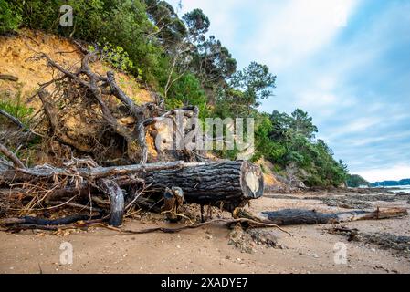 Ein Erdrutsch und die Überreste einer großen Kiefer wurden in der Nähe von Paihai im Zyklon Gabrielle beschädigt, der 2023 Neuseeland traf Stockfoto