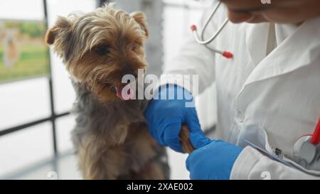 Ein männlicher Tierarzt im weißen Mantel überprüft einen kleinen Hund in einer Klinik mit Handschuhen und Stethoskop. Stockfoto