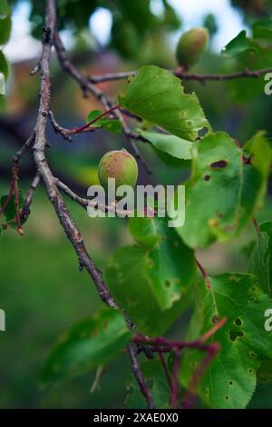 Eine unreife Aprikosenfrucht auf dem Baum Stockfoto