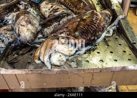 Der Fisch- und Lebensmittelmarkt im Markethall von Loule an der Algarve im Süden Portugals in Europa. Stockfoto