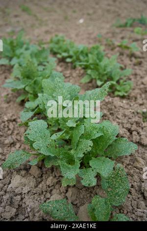 Ein Radieschenblatt wächst in einem Gartenbeet zu Hause Stockfoto