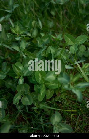 Blätter von jungen Klee im Gras Stockfoto