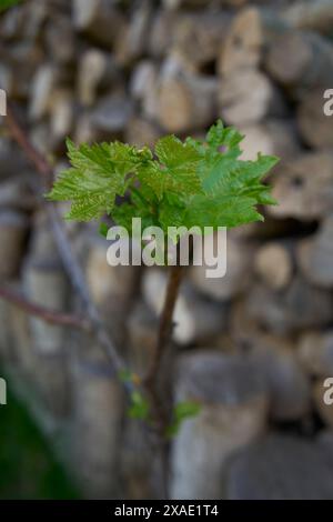 Grüne Sprossen von Trauben auf dem Hintergrund eines Holzschuppen Stockfoto