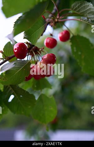 Eine unreife Kirschfrucht auf dem Baum Stockfoto