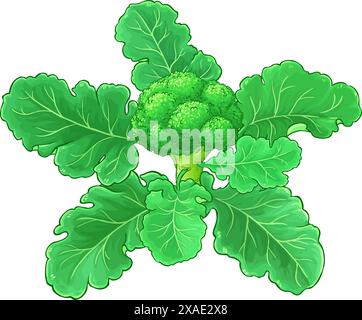 Brokkoligemüse Farbige Detaillierte Illustration Stock Vektor