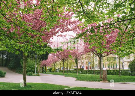 Kirschblütenbäume im Park de Milan, Lausanne, Schweiz Stockfoto