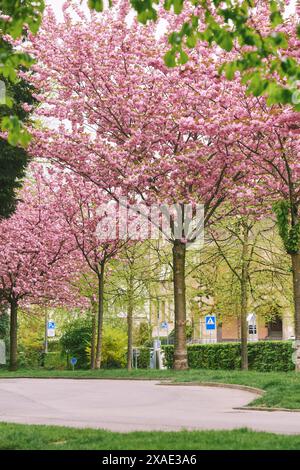 Kirschblütenbäume im Park de Milan, Lausanne, Schweiz Stockfoto