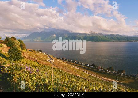 Weinbergsterrassen am Genfer See im Sommer, Lavaux, Waadt, Schweiz Stockfoto