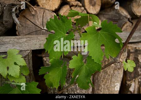 Grüne Sprossen von Trauben auf dem Hintergrund eines Holzschuppen Stockfoto