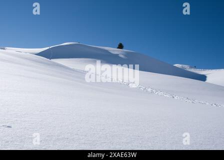 Ein schneebedeckter Hügel mit einem Baum in der Mitte. Der Himmel ist klar und blau Stockfoto
