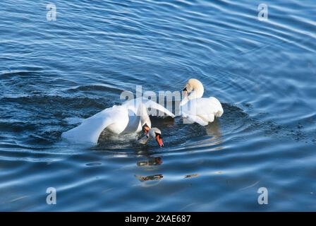 Zwei Schwäne schwimmen in einem Gewässer. Einer der Schwäne isst. Der andere Schwan schwimmt dahinter Stockfoto