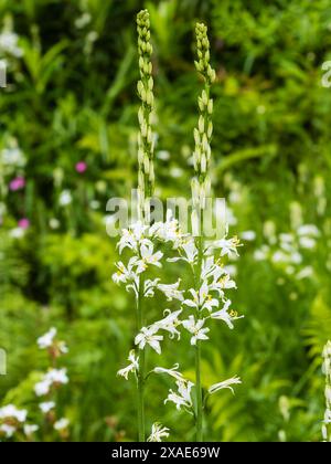 Weiße Blüten im Frühsommer: Die harte Knolle Anthericum liliago 'Major', die Lilie des Heiligen Bernhard Stockfoto