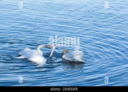 Zwei Schwäne schwimmen in einem Gewässer. Einer der Schwäne isst etwas Stockfoto