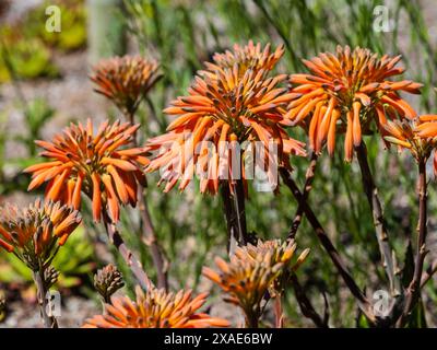 Frühsommerköpfe von orangen röhrenförmigen Blüten des halbharten südafrikanischen Sukkulenten Aloe broomii Stockfoto