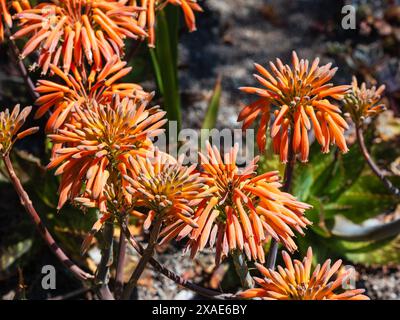 Frühsommerköpfe von orangen röhrenförmigen Blüten des halbharten südafrikanischen Sukkulenten Aloe broomii Stockfoto