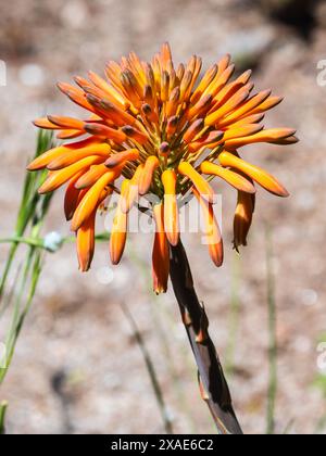 Frühsommerköpfe von orangen röhrenförmigen Blüten des halbharten südafrikanischen Sukkulenten Aloe broomii Stockfoto