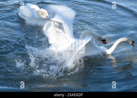 Ein Paar Schwäne schwimmen im Wasser, von denen einer fällt. Die Szene ist friedlich und ruhig, die Schwäne bewegen sich anmutig durch das Wasser Stockfoto