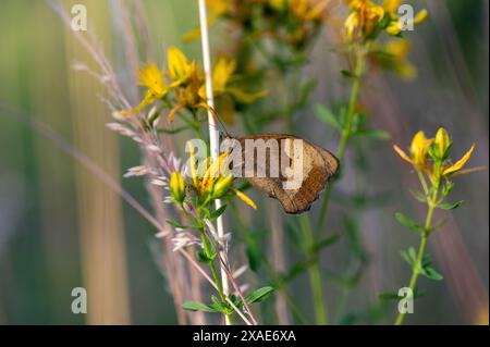 Großer Ochsenauge (Maniola jurtina) Schmetterling an einer Pflanze in grüner Natur Stockfoto