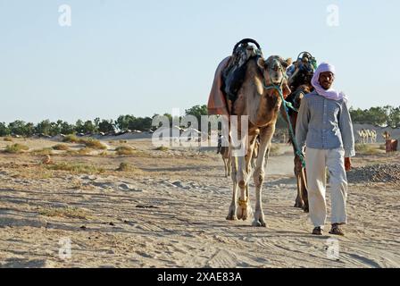 Kamelzug, Sahara-Wüste, Douz, Gouvernement Kebili, Tunesien Stockfoto