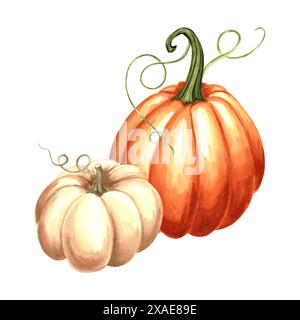 Kürbis orange und weiß ganz. Handgezeichnetes Aquarell botanische Illustration, isoliert. Thanksgiving traditionelles Herbstgemüse. Vorlage für Invita Stockfoto