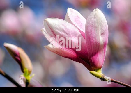 Nahaufnahme der rosa Blume des Magnolienbaums in voller Blüte. Wunderschöner natürlicher Hintergrund der Soulangeana-Pflanze im Frühling Stockfoto