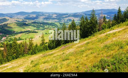 Nadelwald an den grünen Grashängen des Borzhava-Berges. Sonniger Tag. Ländliches Tal in der Ferne. Wundervolle Landschaft des karpaten Berges Rang Stockfoto