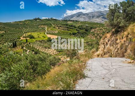 Olivenhaine in der Nähe des Dorfes Agios Myronas, in der Nähe von Heraklion, in der Nähe von Livada Plateau, Psiloritis Geopark, Zentralkreta, Griechenland Stockfoto