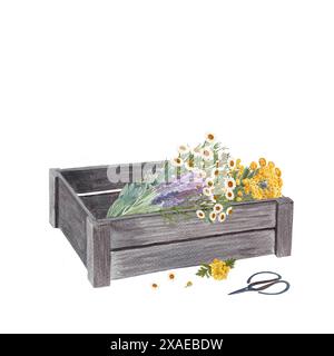 Holzkiste mit blauem tansy, Lavendel, Salbei, Kamille, Schere in Aquarell isoliert auf weiß. Rustikale Kunst in schlichtem Stil für Vintage-Design Stockfoto