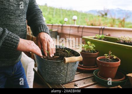 Nahaufnahme von Männerhänden, die Setzlinge auf dem Balkon Pflanzen, kleiner gemütlicher Garten in der Wohnung Stockfoto