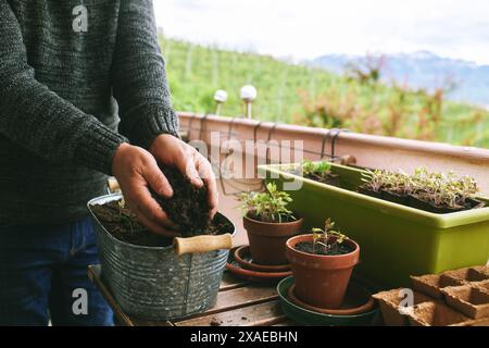 Nahaufnahme von Männerhänden, die Setzlinge auf dem Balkon Pflanzen, kleiner gemütlicher Garten in der Wohnung Stockfoto