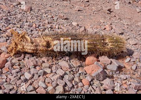 Tote Kakteen liegen auf dem Boden auf Steinen in Jujuy, Argentinien Stockfoto