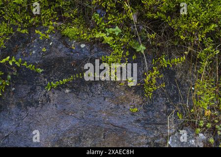 Fotografie einer feuchten dunkelgrauen Granitwand mit grünem Moos und winzigen Pflanzen, Natursteintextur Hintergrund Stockfoto