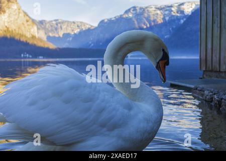 Fotografie eines weißen Schwans am Almgebirgssee von Hallstatt am sonnigen Winterabend Stockfoto