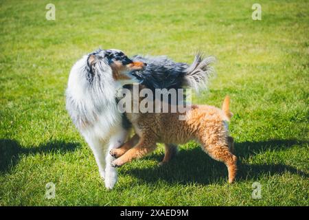 Australischer Schäferhund und Deutscher Schäferhund (Westerwälder Kuhhhund) spielen Stockfoto