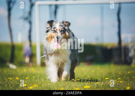 Australian Shepherd Stockfoto