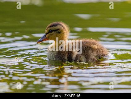 Eine Nahaufnahme eines flauschigen Mallard-Entlein (Anas platyrhynchos), winzig, neu, flauschig und sehr süß. Es gibt Kräuselungen, während es geht. Suffolk, Großbritannien. Stockfoto