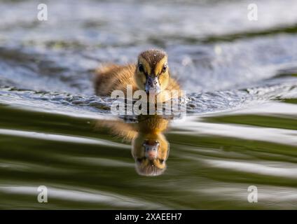 Eine Nahaufnahme eines flauschigen Mallard-Entlein (Anas platyrhynchos), winzig, neu, flauschig und sehr süß. Ich mache eine Bogenwelle, während es geht. Suffolk, Großbritannien. Stockfoto