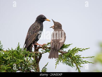 Eine Mutter, die einen hungrigen jungen Starling (Sturnus vulgaris) füttert, flüchtete vor kurzem in einem Leylandii-Baum in einem Kent-Garten. UK Stockfoto