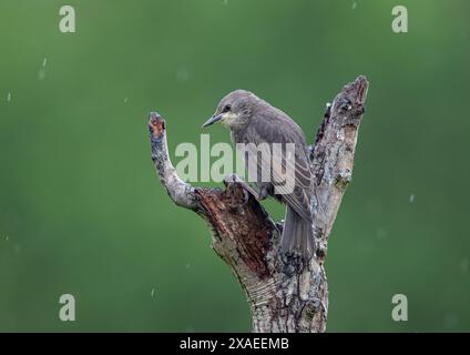 Ein eher nasser und hungriger Jungstern (Sturnus vulgaris) ist erst kürzlich geflogen. Er zeigt sein junges Gefieder , während er im Regen aufgerichtet ist . Kent, Großbritannien Stockfoto