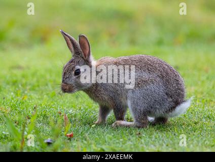 Brüten Sie wie Kaninchen. Nahaufnahme eines jungen Kaninchens oder Coney (Oryctolagus cuniculus), der auf dem Rasen im Garten sitzt. Suffolk, Großbritannien Stockfoto