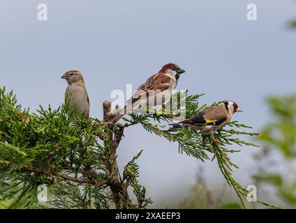 Ein Paar Haussperlinge (Passer domesticus), männlich und weiblich, die in einigen Leylandii-Bäumen sitzen, zusammen mit einem Goldfinch (Carduelis carduelis), Großbritannien Stockfoto