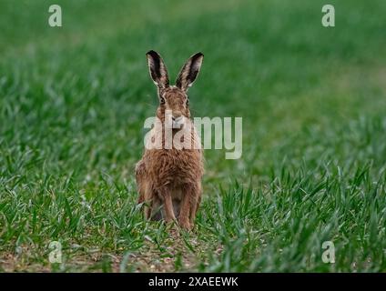 Ein großer, starker Brauner Hase (Lepus europaeus), der in die Kamera schaut. Er hat riesige Ohren und sitzt in der Farmers Spring Gerste. Suffolk. UK Stockfoto