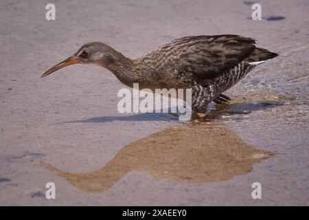 Die Klappenschiene im Wasser mit ihrer Reflexion Stockfoto